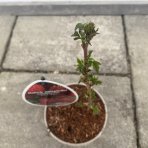 Malina červená (Rubus idaeus) ´BOHEME´ - výška 20-30 cm, kont. P13